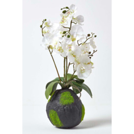 Phalaenopsis Artificial Orchid with Natural Base, 60 cm Tall - thumbnail 1