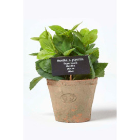 Artificial Mint Plant in Decorative Pot