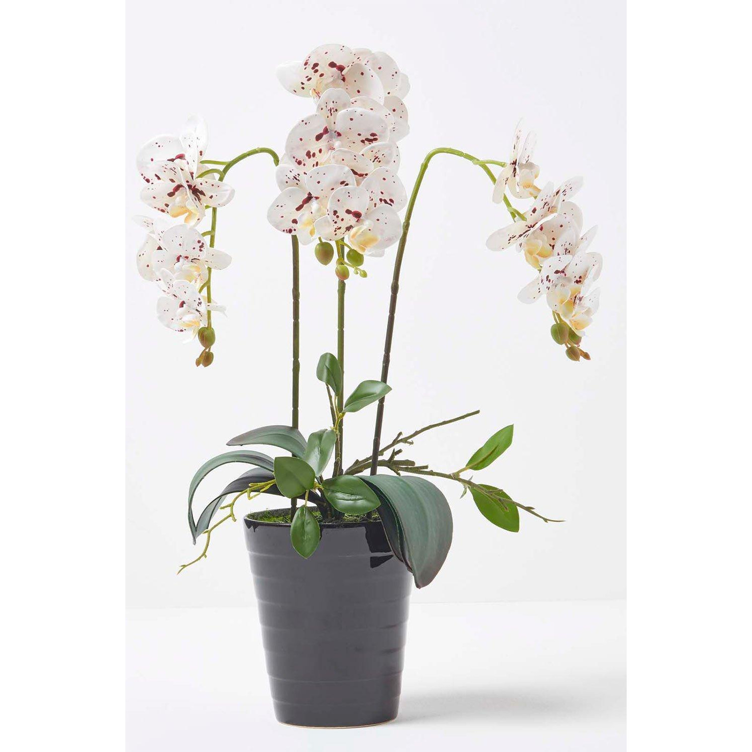White Orchid 56 cm Phalaenopsis in Ceramic Pot - image 1