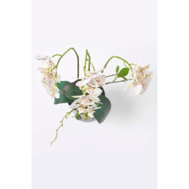 White Orchid 56 cm Phalaenopsis in Ceramic Pot - thumbnail 2