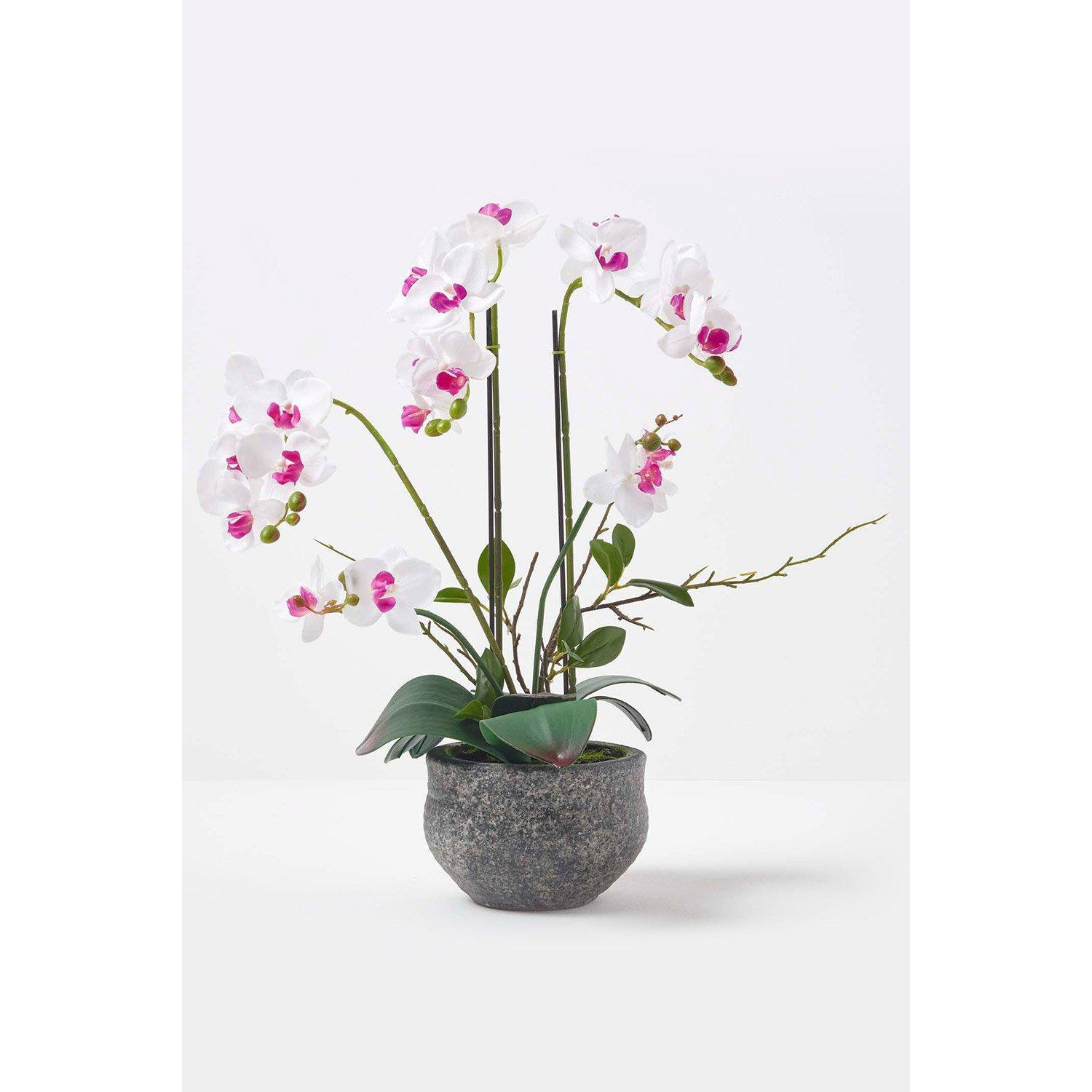 White Orchid 52 cm Phalaenopsis in Cement Pot Extra Large, 5 Stems - image 1