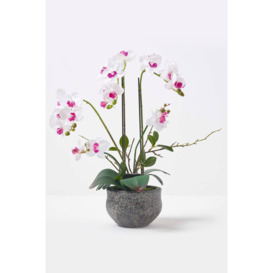 White Orchid 52 cm Phalaenopsis in Cement Pot Extra Large, 5 Stems - thumbnail 1