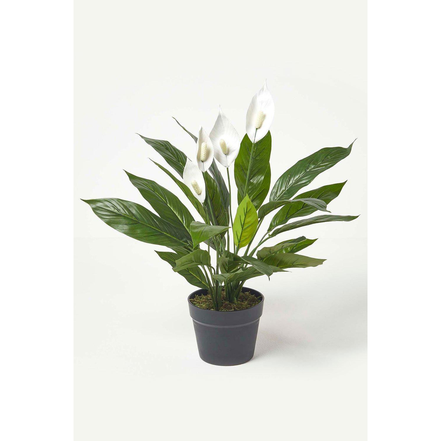 White Peace Lily in Pot, 60 cm Tall - image 1