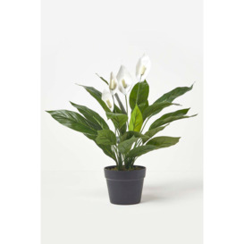 White Peace Lily in Pot, 60 cm Tall - thumbnail 3