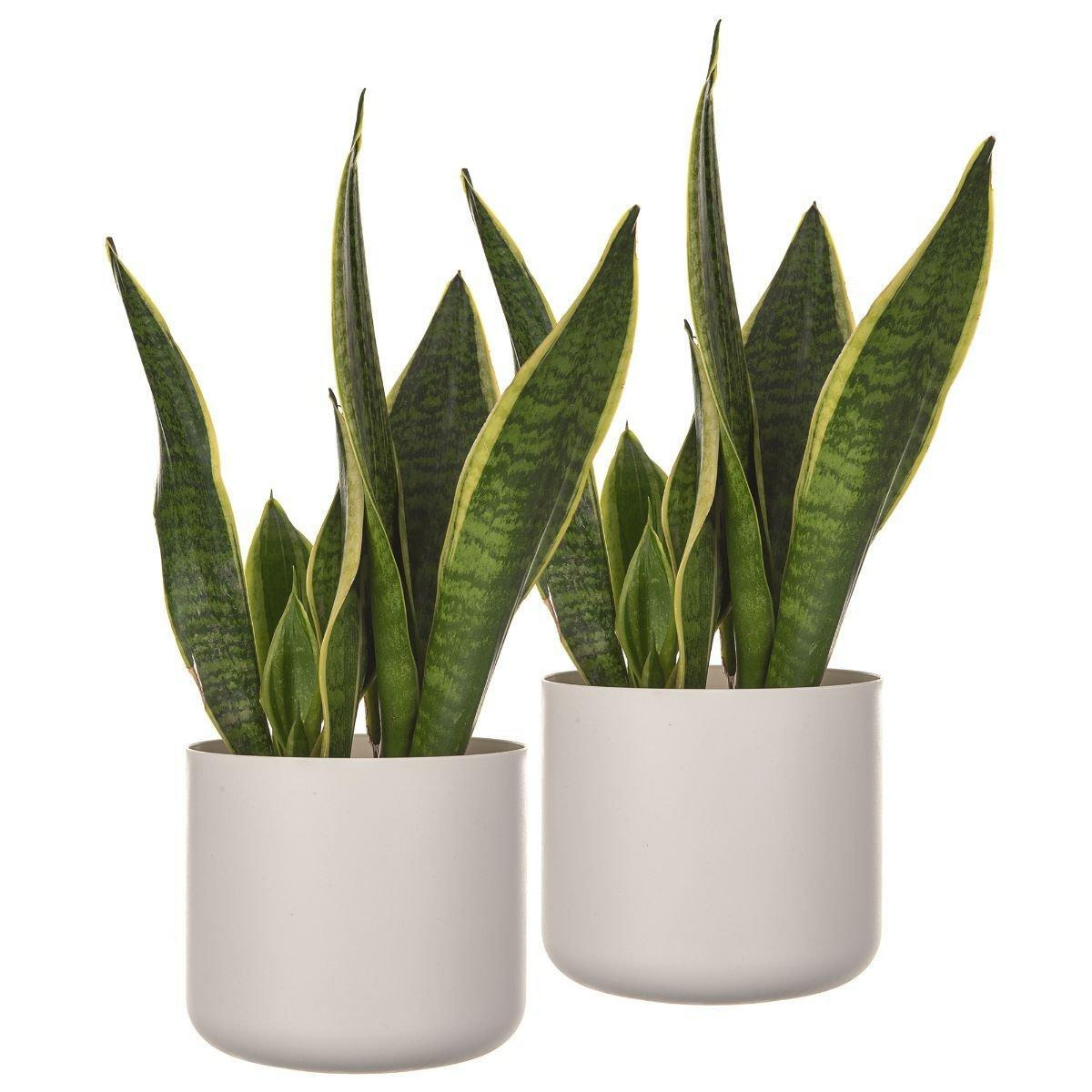 14cm Plain Round Plastic Plant Pot in Sleek White - image 1
