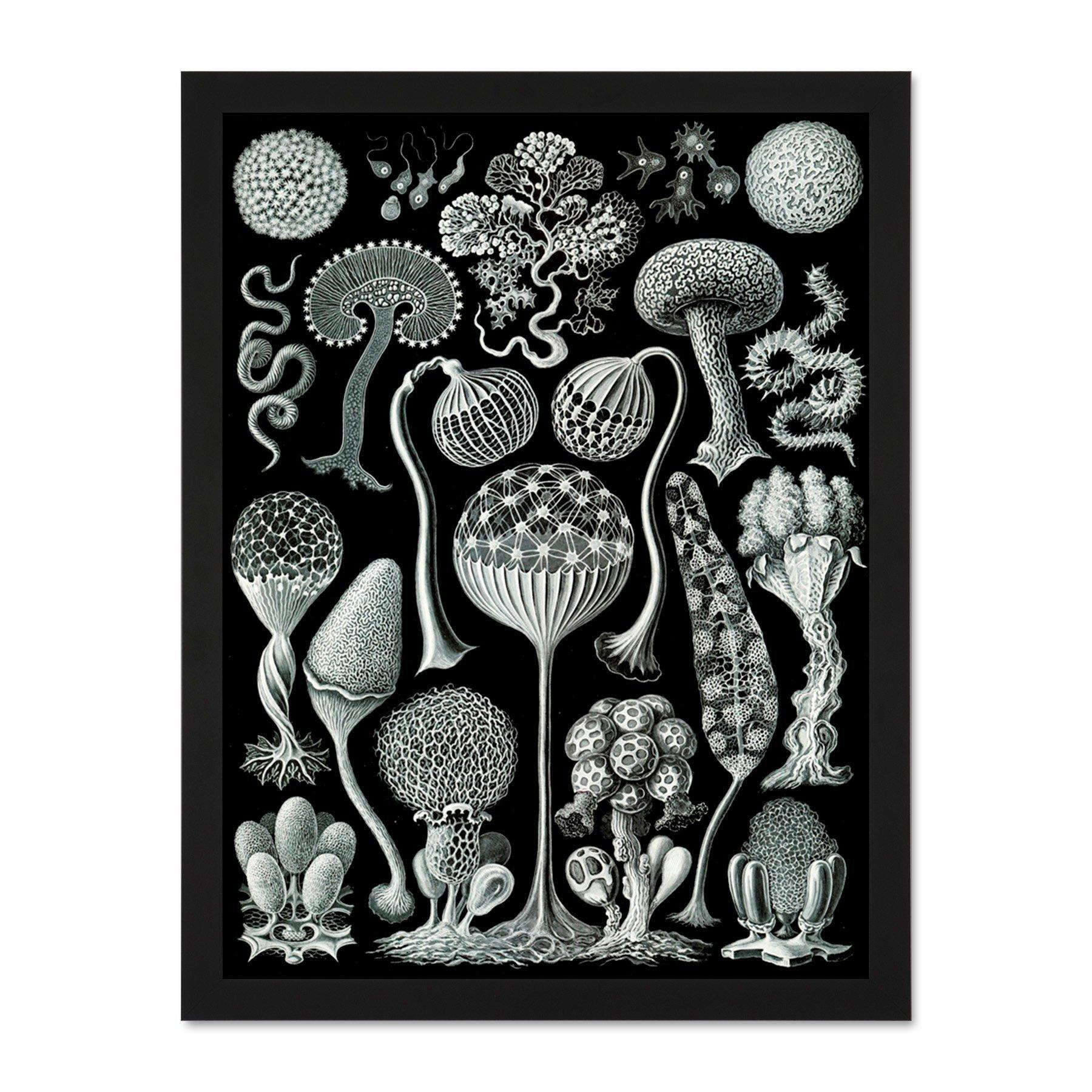 93rd Plate Ernst Haeckel Kunstformen Der Natur Mycetozoa Large Framed Wall Décor Art Print - image 1
