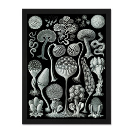 93rd Plate Ernst Haeckel Kunstformen Der Natur Mycetozoa Large Framed Wall Décor Art Print - thumbnail 1