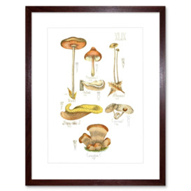 Wall Art Print Fungus Mushrooms Concalus Oreades Art Framed 9x7 inch