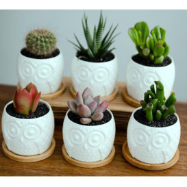 6PC White Owl Ceramic Plant Pots