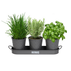 Embossed Metal 3PC Herb Planters with Tray
