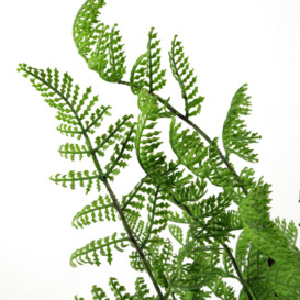 50cm Southern Wood Fern Bush Dark Green Plant - thumbnail 3