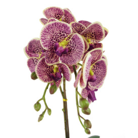 50cm Phalaenopsis Orchid Artificial - Purple Leopard - Gold Pot - thumbnail 2