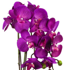 52cm Artificial Orchid Large - Purple / Gold - thumbnail 2