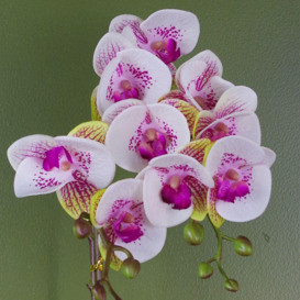 48cm Harlequin Orchid Artificial  - Pink with Gold Pot - thumbnail 2