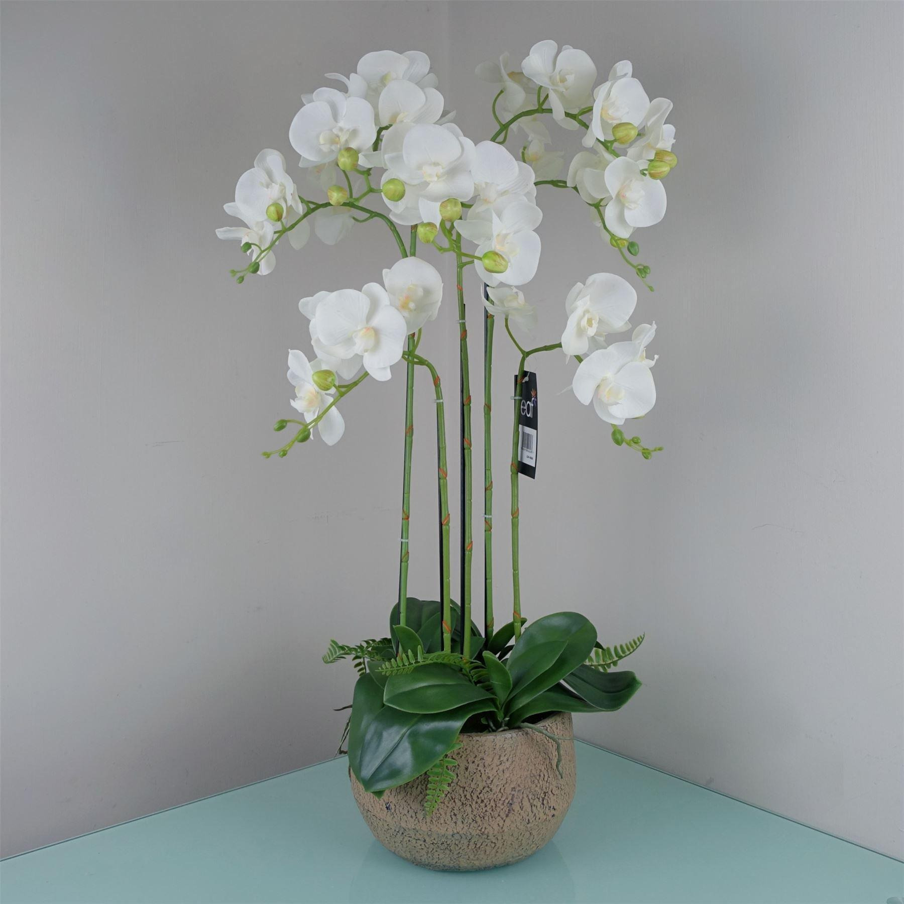 Orchid - image 1