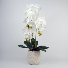 60cm Pure White Orchid with Ceramic Bubble Planter - thumbnail 1