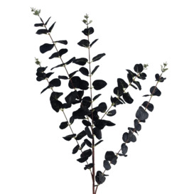 80cm Black Eucalyptus Foliage Stem