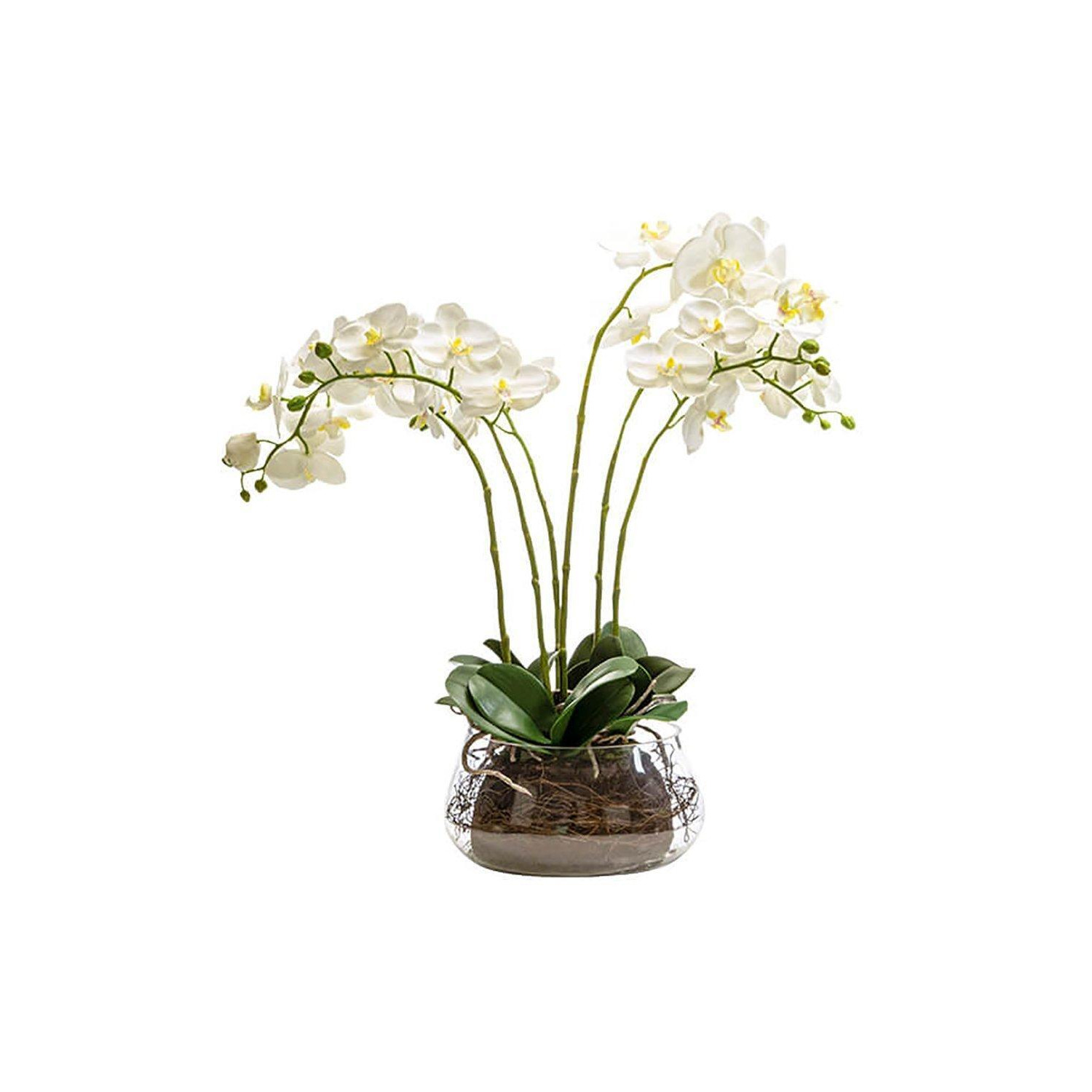 Orchid in Fishbowl - image 1