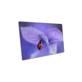 Ladybird on Purple Flower Canvas Wall Art Picture Print - thumbnail 1