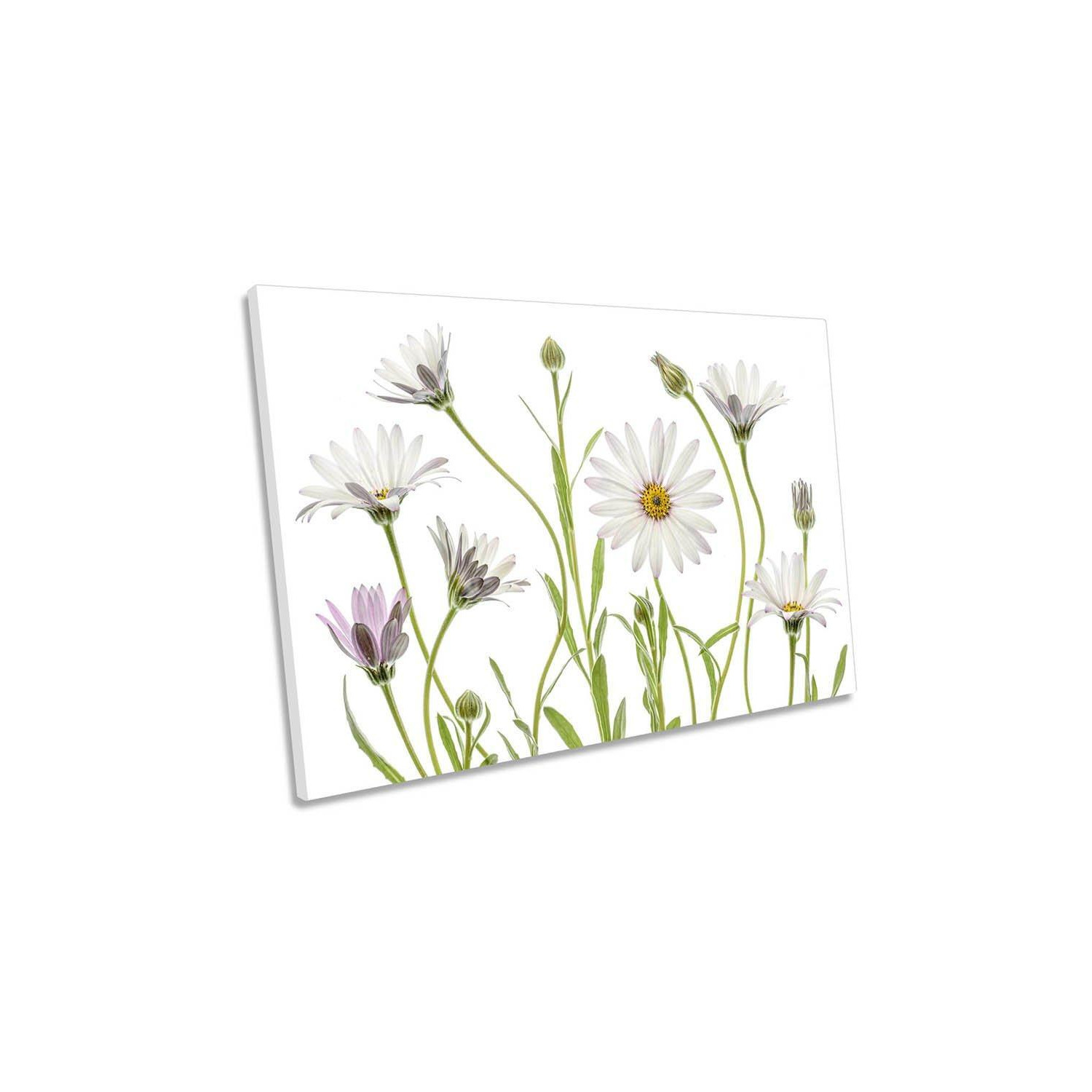 Cape Daisy Flowers Floral White Canvas Wall Art Picture Print - image 1