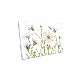 Cape Daisy Flowers Floral White Canvas Wall Art Picture Print - thumbnail 1
