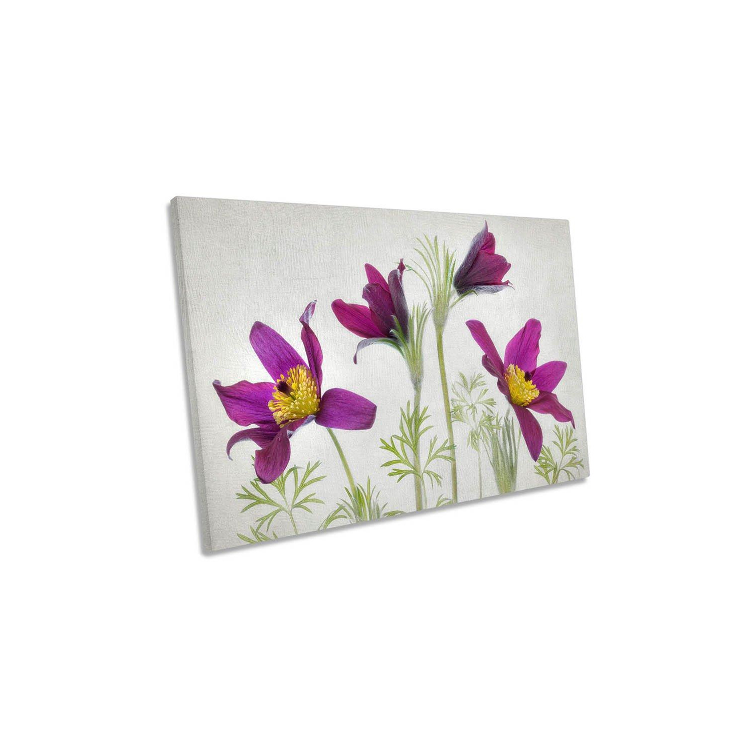 Pulsatilla Purple Flower Floral Spring Canvas Wall Art Picture Print - image 1