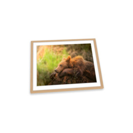 Top Model Young Brown Bear Framed Art Print Picture Wall Artwork - (W)35cm x (H)26cm