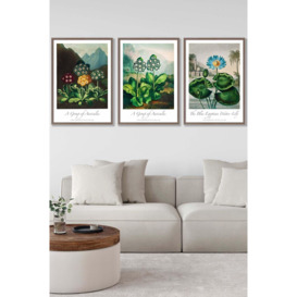 Vintage Auricula and Lily Flowers Floral Framed Wall Art - Large