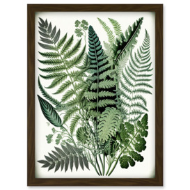Haeckel Style Fern Fronds Watercolour Illustration Artwork Framed Wall Art Print A4