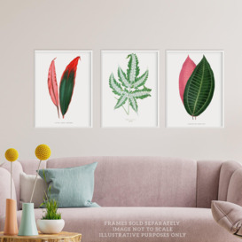 Pack of 3 Fern Frond and Red Green Plant Leaves Botany Book Vintage Detailed Botanical Aesthetic Unframed Wall Art Living Room Prints Set - thumbnail 2