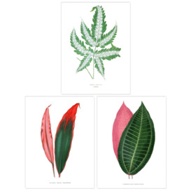 Pack of 3 Fern Frond and Red Green Plant Leaves Botany Book Vintage Detailed Botanical Aesthetic Unframed Wall Art Living Room Prints Set