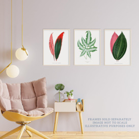 Pack of 3 Fern Frond and Red Green Plant Leaves Botany Book Vintage Detailed Botanical Aesthetic Unframed Wall Art Living Room Prints Set - thumbnail 3