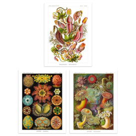 Set of 3 Haeckel Colourful Vintage Illustrations Nepenthaceae Actiniae Ascidiae Plant Anemone Study Unframed Wall Art Living Room Poster Prints Pack