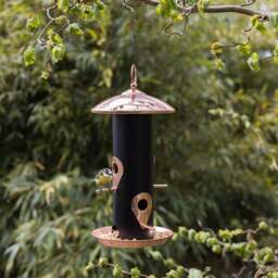 Fallen Fruits Black Copper Seed Dispenser