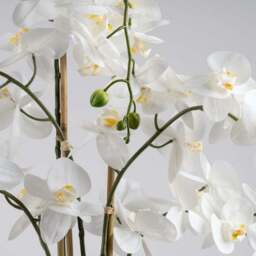 Artificial Real Touch Phalaenopsis Orchid in Stone Plant Pot - thumbnail 3