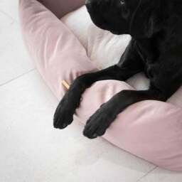 Lords and Labradors Velvet Box Dog Bed - thumbnail 3