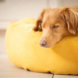 Lords and Labradors Velvet Donut Dog Bed - thumbnail 2