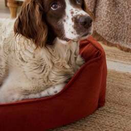 Velvet Box Dog Bed - thumbnail 2