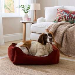 Velvet Box Dog Bed - thumbnail 1