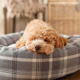 Lords and Labradors Balmoral Donut Dog Bed - thumbnail 2