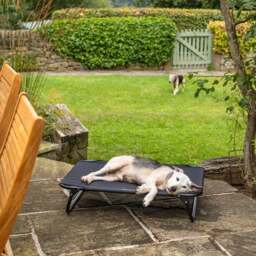 Bunty Pets Foldable Elevated Dog Bed - thumbnail 1