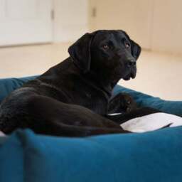 Lords and Labradors Velvet Box Dog Bed - thumbnail 3