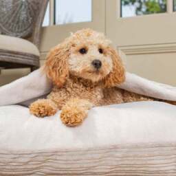 Lords and Labradors Essentials Sleepy Burrow Dog Bed - thumbnail 2