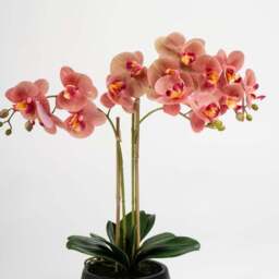 Artificial Phalaenopsis Orchid in Black Pot - thumbnail 3