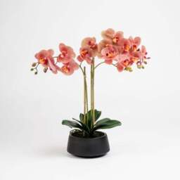 Artificial Phalaenopsis Orchid in Black Pot - thumbnail 2