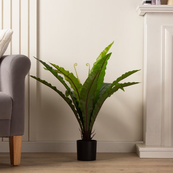 indoor palm plants Spindle Palm 10"