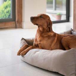 Lords and Labradors Velvet Box Dog Bed - thumbnail 2