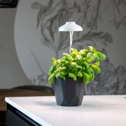 Fallen Fruits White Plant Grow Lamp - thumbnail 1