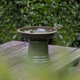 Fallen Fruits Small Terracotta Birdbath on Pedestal - thumbnail 1
