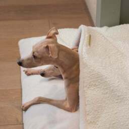 Lords and Labradors Boucle Sleepy Burrow Dog Bed - thumbnail 3